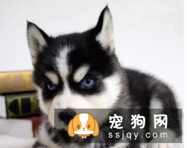 狗狗配种的四个原则