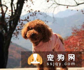 鼻子是衡量狗狗体温是否正常最直观的器官,正常的狗鼻子应该是湿润并且冰凉的