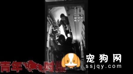 如何给狗洗澡，狗狗洗澡工具及注意事项