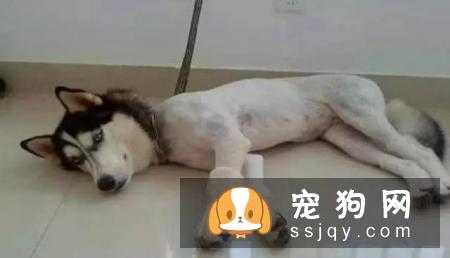 夏季把宠物的毛发剃光，真的有必要吗?