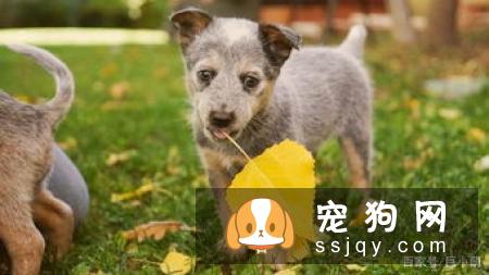 学会这些招数，让狗狗训练有素!