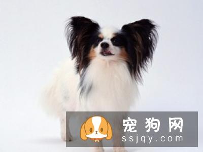 狗狗椎间盘异常怎么办