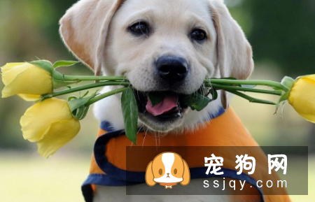 拉布拉多犬两个月怎么养 饲养错误可能真的会害了它!
