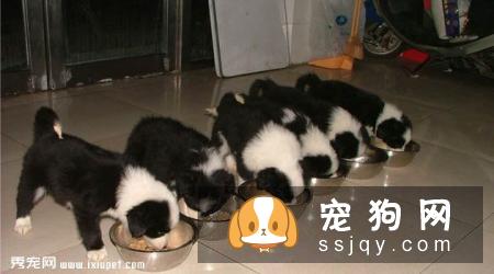 边境牧羊犬怎么训练？边境牧羊犬训练方法