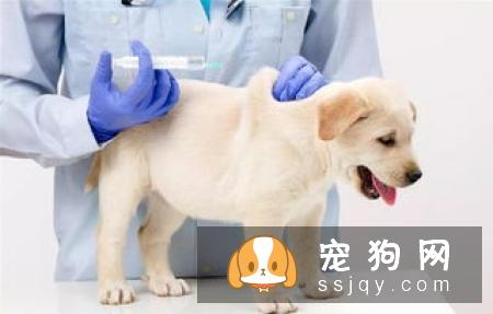 宠物腹泻是哪些原因引起的