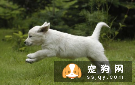 狗狗出门乱跑怎么办