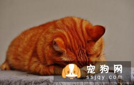 养宠物需要知道这些疫苗基础知识