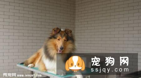 粗毛柯利犬是什么价格,智商高不高_饲养|图片