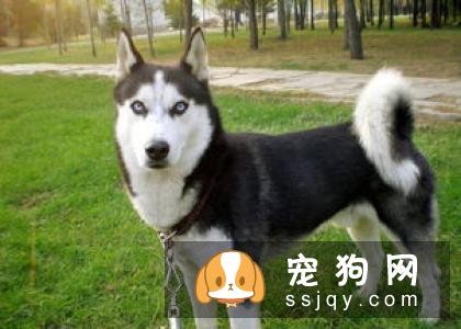 哈士奇的耳朵永远不会立起来_宠物频道