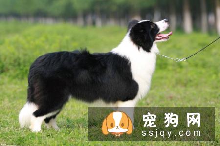 狗怎么养才聪明健康