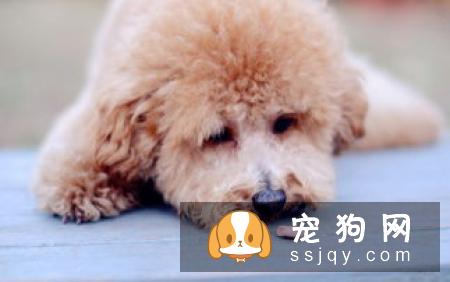 真致ZEAL宠物牛奶狗狗喝了好不好