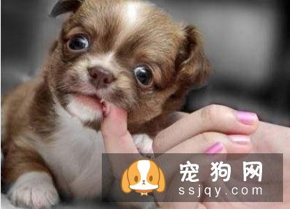 狗狗喜欢咬人应该怎么办