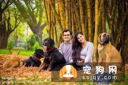狗狗怀孕迎接新生命，您准备好了吗?