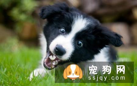 绝育优惠套餐包含哪些项目