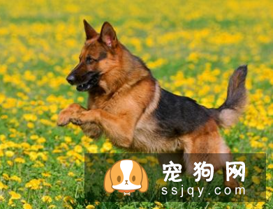 世界十大最忠诚的狗的排名