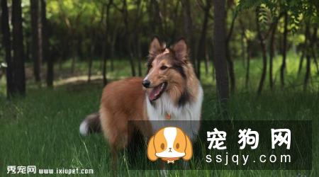 粗毛柯利犬是什么价格,智商高不高_饲养|图片