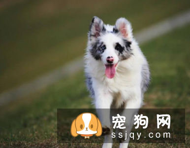 边牧喂什么狗粮好 你了解边牧吃什么狗粮吗