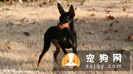 小鹿犬为什么要断尾_小鹿犬多少钱一只|智商