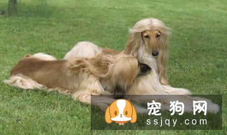 5种不忠心的狗狗 前三是狗界三傻!