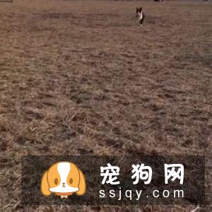 狗狗唤回训练应该怎么做