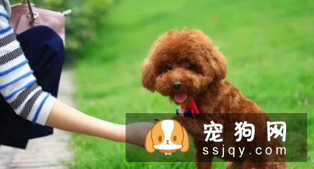 哪种狗最聪明最通人性 狗狗智商排名表