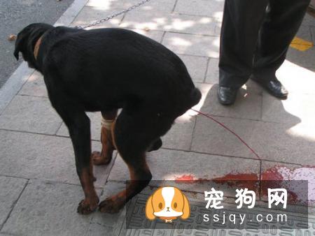 宠物大便带血的原因是什么