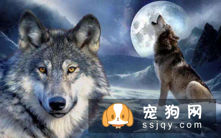 哪种狗最聪明最通人性 狗狗智商排名表
