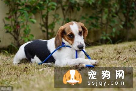 狗狗为什么流口水?狗狗流口水的原因是这些