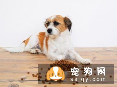 狗狗为什么会过敏?