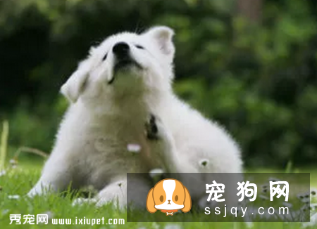 狗狗为什么会过敏?