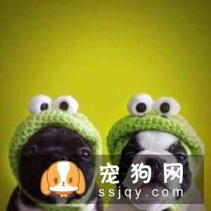 法国斗牛犬的优缺点有哪些 法斗优缺点分析