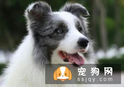 幼犬骨骼发育—喂养指南