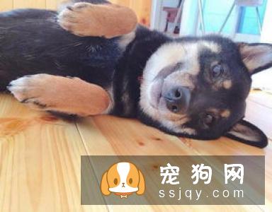 柴犬吃什么发毛 以下三种食物可以让柴犬美毛