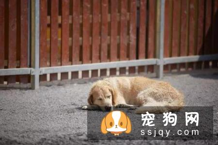 狗狗对主人的态度，从它睡觉的姿势就能看出！