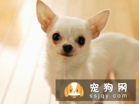 做完绝育手术后,宠物为什么还要留院观察?