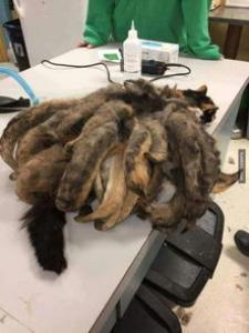 是什么原因导致狗狗胰腺外分泌不足？