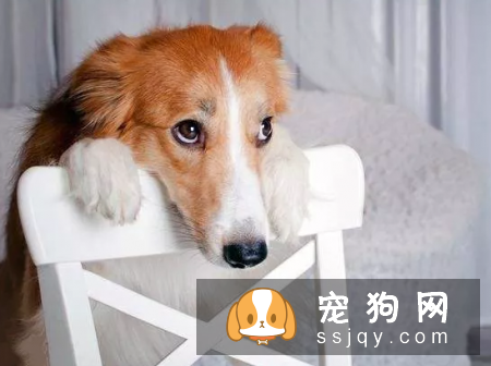 狗患了PTSD有什么症状，应该怎么治疗