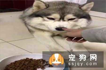 小狗多大可以吃狗粮，小狗吃什么狗粮好？