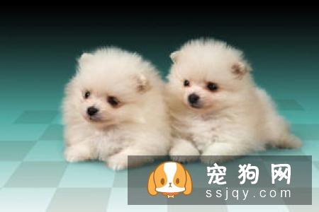 幼犬骨骼发育—喂养指南