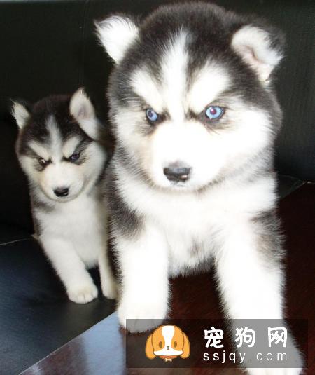 给哈士奇拔耳毛的姿势很重要