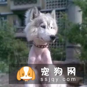 夏天试图让你的宠物凉快一些