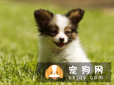 狗狗肘关节脱位怎么办