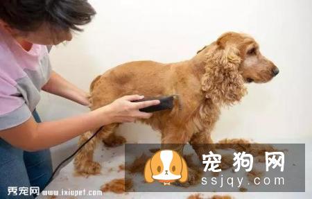 狗狗到底该不该穿鞋？
