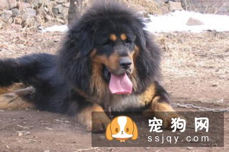 判断藏獒是否为纯种的方法
