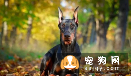 哪种狗最聪明最通人性 狗狗智商排名表