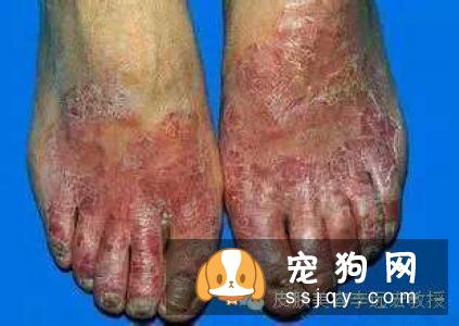 宠物牙周炎的诱因有哪些，宠物牙周炎该怎么治疗