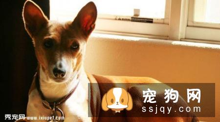 巴仙吉犬智商高不高,掉毛怎么样_价格贵吗？