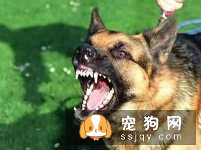 大多数三岁以上的狗狗都患有各种牙齿疾病