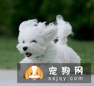 狗狗真菌性皮肤病，警惕人狗共患