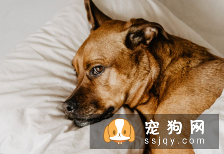 狗狗产后护理，是头等大事 不可忽视！